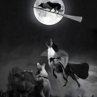 two dogs are flying in the sky with bats Halloween Border Collie Dog And Crow, Dark Witch Dog, Black Cat And Crow, Dog In Spooky Background,