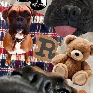 two dogs and a teddy bear sitting on a plaid blanket with the words boxer above them Halloween Boxer Dog Boxer Dog Background, Dog Lockscreen, Dog Background, Boxer Dogs, dark olive green