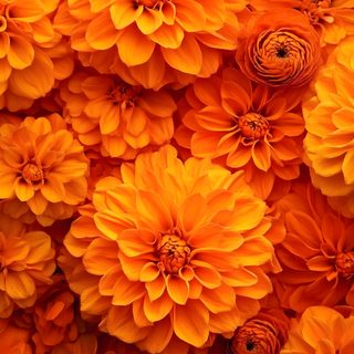 many orange flowers are arranged together Halloween Marigold Orange Theme Iphone, Orange Color, Orange Colored Things, orange red
