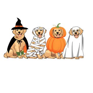 three dogs dressed up in halloween costumes sitting next to each other with pumpkins on their heads Golden Retriever Halloween Golden Retriever Halloween, Animals Dressed Up For Halloween, Cute Dog Halloween, white