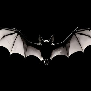 a black and white photo of a bat flying in the air with its wings spread out Halloween Bats Desktop Bat Hd, Gothic Animals, Goth Desktop, Goth Header, Bat Aesthetic, black