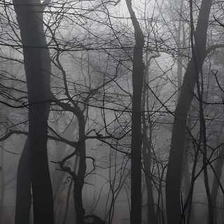 the woods are foggy and there is no image here Halloween Banner With Forest Ominous Banner, Black Forest Banner, Gothic Foggy Background, dark slate gray