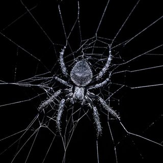 a spider sitting on its web in the dark Spider Halloween Spiders, White Spider, Black Spider, Black Spider Gif, Spider Black, Scary Spider,