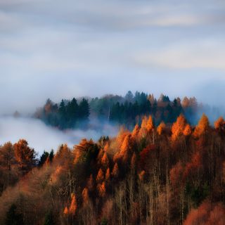 trees with orange and yellow leaves in the foreground on a foggy mountain side Halloween Mountain Foggy Autumn Landscape With Forest, Foggy Autumn Forest Background, Autumn Forest In Foggy Mountains, dark gray