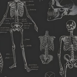 a black and white drawing of human skeleton with various bones, including the upper half Halloween X-ray - Tan & Black Dark Academia Halloween, Dark Spooky Aesthetic, Halloween Spooky, dark slate gray