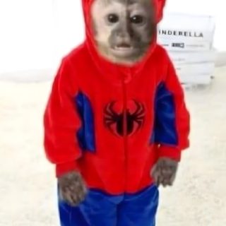 a monkey dressed in a red spider suit with blue pants and white socks is standing on the floor Halloween Monkey Superhero Monkey, Spider Monkey Dressed Up, Spider Monkey Suit, Red Monkey Meme, gainsboro
