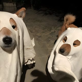 two dogs are covered in blankets outside Shiba Inu Halloween dim gray