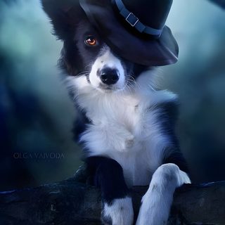a black and white dog wearing a witches hat on top of a tree branch in the woods Halloween Border Collie Fall Dog Pictures, Border Collie Halloween Background, Halloween Border Collie, dark slate gray
