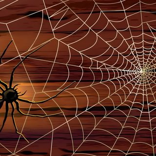 a spider sits on its web in front of the setting sun, with it's shadow Halloween Spiders At University Of Texas Spider Web Phone Background, Spooky Spider Web, Spider Web Screensaver, maroon