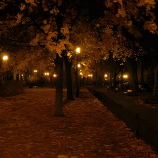 the trees are lit up at night with their leaves on the ground and lights in the background Halloween Mood Autumn Park At Night, Autumn Photography Inspiration, Cozy Autumn Walk, black