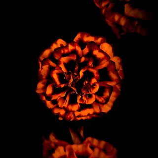 an orange flower sitting on top of a black surface with its reflection in the water Halloween Marigold Flor De Cempasuchil Fondo, Dark Mexican Aesthetic, Marigold Aesthetic, black