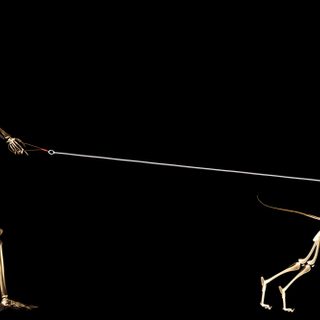 a skeleton walking with a dog on a leash Dual Monitor Halloween Funny Facebook Cover, My Funny Valentine, Funny, Backgrounds Desktop, X Ray, black