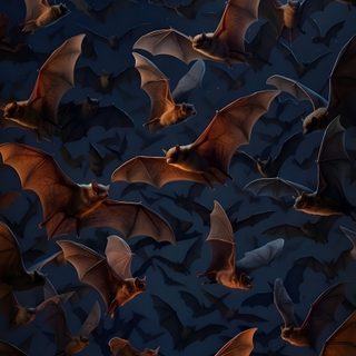 many bats flying in the sky at night Bat For Halloween black