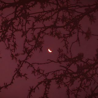 the night sky is filled with stars and trees silhouetted against dark purple hues Burgundy Halloween Dark Red Computer, Dark Red Aesthetic Desktop, Dark Red Computer Background, maroon