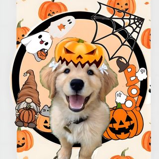 a dog wearing a pumpkin hat on top of it's head Cute Halloween Puppy gainsboro