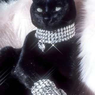a black cat with white fur and jewels on it's collar sits in front of a furry chair Black Cat Diamonds For Halloween In Cat Modeling, Black Glitter, Cat Diva, Glamour Cats, dark slate gray