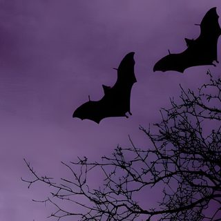 two bats are flying in the sky above some tree branches with purple clouds behind them Halloween Purple Bat November Purple Aesthetic, Halloween Aesthetic Purple, Dark Purple Halloween Aesthetic, dark slate blue