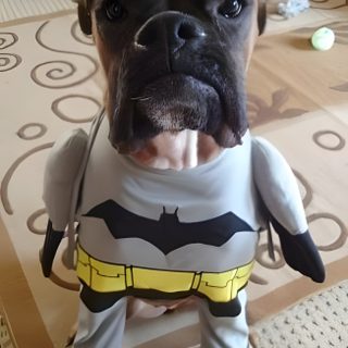 a dog dressed up as batman with its mouth open and tongue out, standing on the floor Halloween Boxer Dog Bat Hound Costume, Batman Looking Dog, Titus Batman Dog, Batman Puppy, dim gray