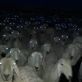 a herd of sheep standing next to each other Halloween Sheep Funny Animal Pictures, Animal Memes, Animaux Mignons, Animals And Pets, Funny Photos, black