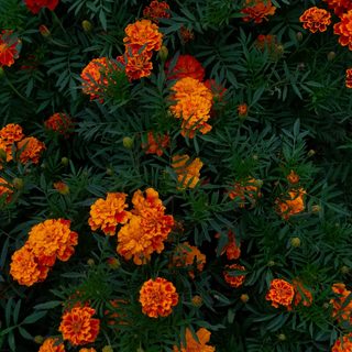 orange and yellow flowers in the middle of green leaves on a bushy planter Halloween Marigold Marigold Iphone, Marigolds Background, Marigold Flowers Background, black