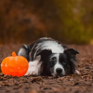 a black and white dog laying on the ground next to a pumpkin Halloween Border Collie Border Collie Fall Foliage, Border Collie Autumn Photo, Border Collie In Autumn Field, saddle brown