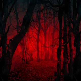 a dark forest with red light coming through the trees Red Halloween Iphone Red Dark Forest, Red And Black, Schöne Hintergründe, Blood Red Forest Background,