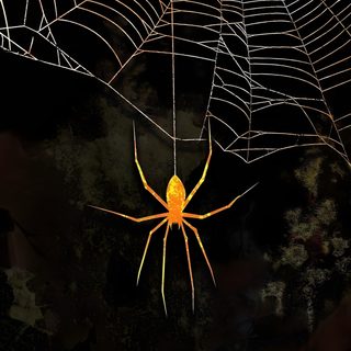 a yellow spider sits on its web in the dark Halloween Spiders At University Of Texas Spider Screensaver, Spider Aesthetic, Spider Web Iphone, black