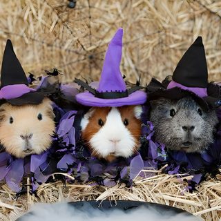 three guinea pigs wearing witches hats in hay Halloween Guinea Pig Guinea Pig Witch Costume, Halloween Guinea Pig, Guinea Pigs In Costumes, gray
