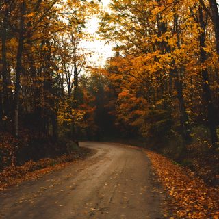 a dirt road surrounded by lots of trees with yellow leaves on the ground and orange foliage all around Halloween Road Autumn Macbook High Quality, Macbook Autumn High Quality, Fall Foliage Desktop, dark olive green