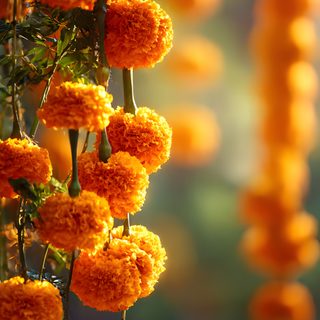 orange flowers are hanging from a tree Halloween Marigold saddle brown