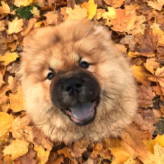 a brown dog laying on top of leaves Halloween Chow Chow Chow Chow Puppy In Grass, Brown Chow Chow Outdoors, Tan Chow Chow, Cmielow Chow Dog, peru