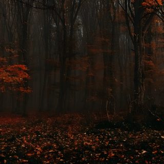 a forest filled with lots of trees covered in leaves Halloween Forest Autumn Woods, Forest Fall, Forest Trees Fog Foliage Autumn, Fall Forest Background, black