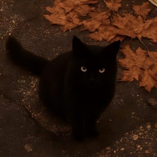 a black cat sitting on the ground next to leaves Aesthetic Halloween Black Cat Soft Fall Aesthetic, Cozy Fall Aesthetic, 4k Fall, Autumn Pictures,