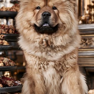 Halloweencore. Chow Chow. Halloween Decor. Halloween decor. Fall decor. Fall flowers. Halloween Chow Chow gray