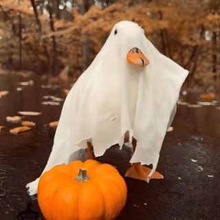 a white ghost is standing next to an orange pumpkin Halloween Goose Ducks In Costumes, Halloween Duck Pfp, Fall Goose, Halloween Duck, Duck Ghost, saddle brown