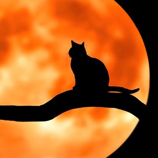 a cat sitting on top of a tree branch in front of a full orange moon Black And Orange Halloween Cat Silhouette On Branch With Full Moon, Full Moon Cat Art, Halloween Decoration Ideas,