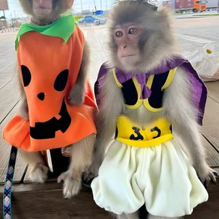 two monkeys dressed in costumes sitting next to each other Halloween Monkey Onesies, Monkey Stickers, Cute Monkey, Monkey Wearing Costume, 2 Monkeys Selfie, rosy brown