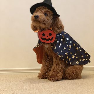 a dog dressed up as a witch with a pumpkin on it's chest and hat Halloween Poodle Poodle In Costume, Black Poodle Halloween Costume, Toy Poodle Costume, wheat