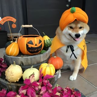a dog wearing a costume next to pumpkins and gourds Shiba Inu Halloween Shiba Inu Pumpkin Ideas, Shiba Inu Fall Pictures, Shiba Inu Fall, sienna