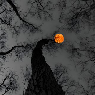 Переходите в тгк там больше обоев ♡    #обои #обоинателефон #телефон Scary Wallpaper, Cute Backgrounds For Phones, Dark Wallpaper Iphone, Pretty Landscapes, Dark Nature Aesthetic, Cool Wallpapers Art, Clair De Lune, Phone Wallpaper Images, Pretty Wallpapers Backgrounds Halloween Tree Scary, Cute Backgrounds For Phones, Dark Iphone, Pretty Landscapes, dark slate gray