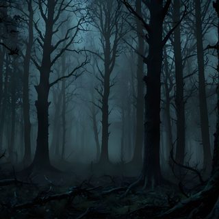 a dark forest filled with lots of trees Halloween Woods Night Forest Background, Gloomy Forest, Night Forest, Dark Forest, Forest Background, black