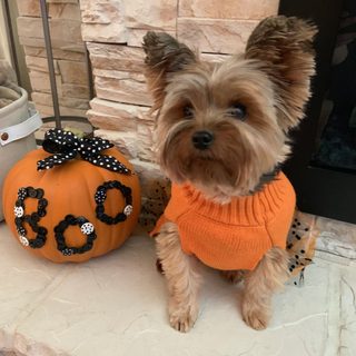 a small dog wearing an orange sweater next to a pumpkin on the front porch in front of a fireplace Yorkie Halloween Yorkie Halloween, Yorkie Autumn Pictures, Yorkie Fall, Yorkie Halloween Ideas, rosy brown