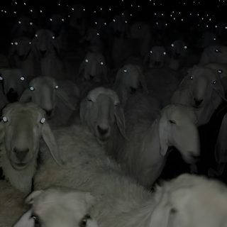 a herd of sheep standing next to each other on a field at night with bright lights Halloween Sheep Scary Animals, Aesthetic Black Sheep, Cabra, Cool Black Sheep, Goat Funny, Black Goat,