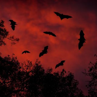 bats are flying in the sky at night with red and black clouds behind them, Halloween Bats Desktop Scardey Bat, Bat Swarm At Sunset, Bat Silhouette In Dark Sky, black