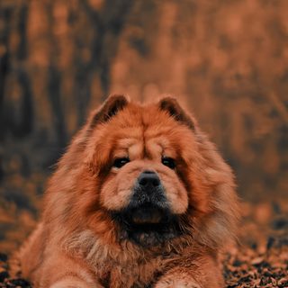 a brown dog laying on top of leaf covered ground Halloween Chow Chow Chow Chow, Animals, saddle brown