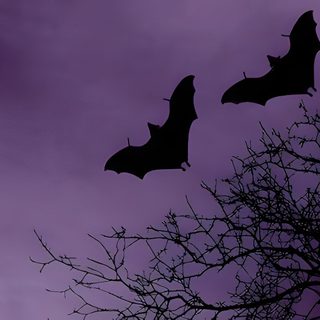two bats are flying in the sky above a tree Halloween Bat Laptop Aesthetic Purple Bat Background, Light Purple Halloween Aesthetic, Purple Bat Pfp, dark slate blue