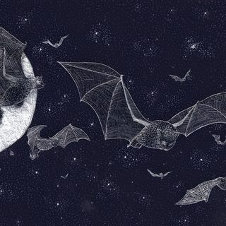 bats flying in the night sky with leaves Halloween Bat For Walls Gothic, The Secret World, Nocturnal Animals, Pen And Ink, Bat, Cute, black