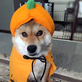 a small dog wearing a pumpkin costume on its head and collar, looking at the camera Shiba Inu Halloween Shiba Inu Pumpkin Ideas, Shiba Inu Halloween, Shiba Inu Fall Pictures, dim gray
