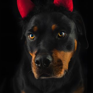 a black and brown dog with horns on it's head Halloween Rottweiler Demon Rottweiler, Halloween Rottweiler Art, Rottweiler Red Background, black