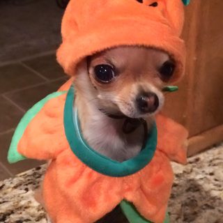 a small dog dressed in an orange costume Halloween Chihuahua Cute Chihuahua Costumes, Chihuahua Wearing A Costume, Chihuahua In Costume, sienna